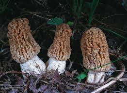 Attēlu rezultāti vaicājumam “Morchella sp.”