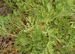 Attēlu rezultāti vaicājumam “Eschscholzia californica leaf”