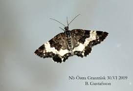 Attēlu rezultāti vaicājumam “Spargania luctuata”