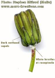 Attēlu rezultāti vaicājumam “Sonchus oleraceus bud”