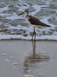 Attēlu rezultāti vaicājumam “Actitis hypoleucos”