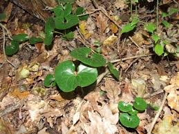 Attēlu rezultāti vaicājumam “Asarum europaeum leaf”