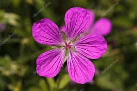 Attēlu rezultāti vaicājumam “Geranium palustre”