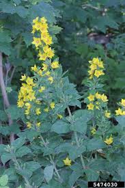 Attēlu rezultāti vaicājumam “Lysimachia punctata flower”
