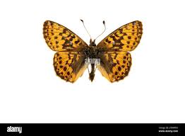 Attēlu rezultāti vaicājumam “Boloria aquilonaris”