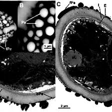 Attēlu rezultāti vaicājumam “Orthotrichum affine var. affine sporophyte”