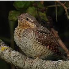 Attēlu rezultāti vaicājumam “Jynx torquilla adult”
