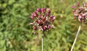 Attēlu rezultāti vaicājumam “Allium scorodoprasum flower”