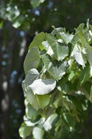 Attēlu rezultāti vaicājumam “Tilia tomentosa leaf”
