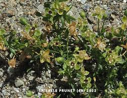 Attēlu rezultāti vaicājumam “Sagina procumbens fruit”