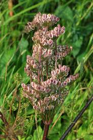 Attēlu rezultāti vaicājumam “Heracleum sphondylium subsp. sibiricum fruit”