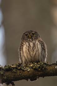 Attēlu rezultāti vaicājumam “Glaucidium passerinum”