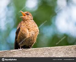 Attēlu rezultāti vaicājumam “Turdus merula juvenile”