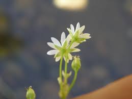 Attēlu rezultāti vaicājumam “Stellaria longifolia flower”