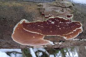 Attēlu rezultāti vaicājumam “Gloeoporus taxicola”