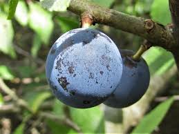 Attēlu rezultāti vaicājumam “Prunus spinosa fruit”