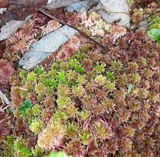 Attēlu rezultāti vaicājumam “Sphagnum”