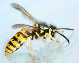 Attēlu rezultāti vaicājumam “Vespula germanica male”