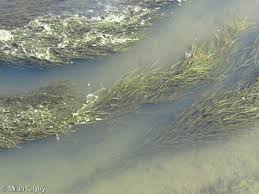 Attēlu rezultāti vaicājumam “Stuckenia pectinata”