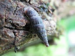 Attēlu rezultāti vaicājumam “Clausiliidae”