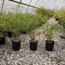 Attēlu rezultāti vaicājumam “Cribraria rufa stalked”