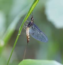 Attēlu rezultāti vaicājumam “Ephemera vulgata”