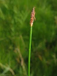 Attēlu rezultāti vaicājumam “Eleocharis uniglumis fruit”