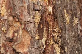 Attēlu rezultāti vaicājumam “Nothorhina punctata”