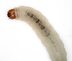 Attēlu rezultāti vaicājumam “Tischeria complanella larva”