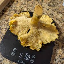 Attēlu rezultāti vaicājumam “Lycogala confusum young”