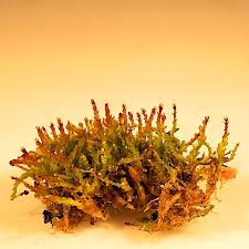 Attēlu rezultāti vaicājumam “Odontoschisma denudatum”