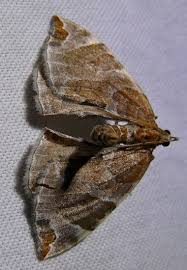 Attēlu rezultāti vaicājumam “Eulithis sp.”