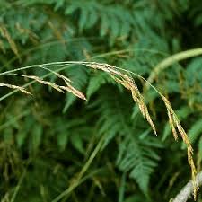 Attēlu rezultāti vaicājumam “Festuca pratensis”