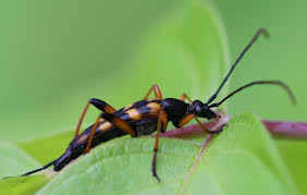 Attēlu rezultāti vaicājumam “Strangalia attenuata”