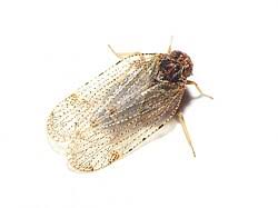 Attēlu rezultāti vaicājumam “Cixius sp.”