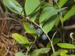 Attēlu rezultāti vaicājumam “Polygonatum odoratum fruit”