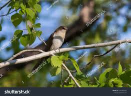 Image result for Coccyzus erythropthalmus