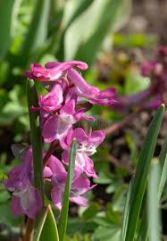 Attēlu rezultāti vaicājumam “Corydalis cava leaf”