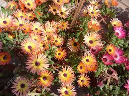 Image result for Mesembryanthemum criniflorum