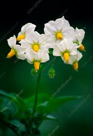 Attēlu rezultāti vaicājumam “Solanum tuberosum flower”