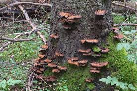 Attēlu rezultāti vaicājumam “Inonotus leporinus”