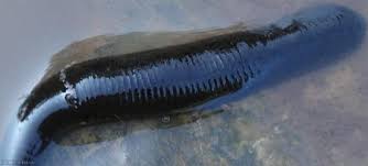 Attēlu rezultāti vaicājumam “Haemopis sanguisuga”