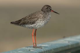 Attēlu rezultāti vaicājumam “Tringa totanus”