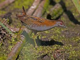 Image result for Porzana pusilla