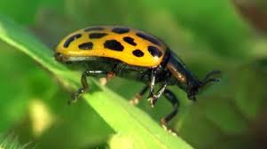 Attēlu rezultāti vaicājumam “Psyllobora vigintiduopunctata”