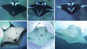 Image result for Mobula birostris