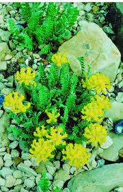 Attēlu rezultāti vaicājumam “Anthyllis arenaria”