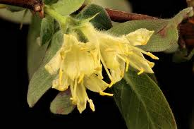 Attēlu rezultāti vaicājumam “Lonicera caerulea var. pallasii flower”