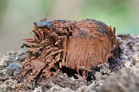 Attēlu rezultāti vaicājumam “Oligonema sp.”