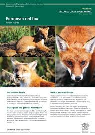 Attēlu rezultāti vaicājumam “Vulpes vulpes  adult”